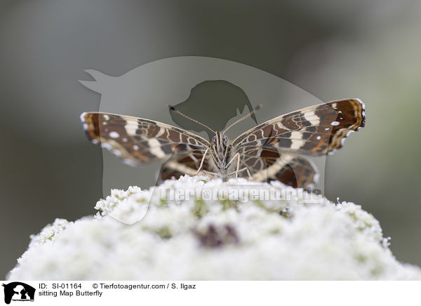 sitzendes Landkrtchen / sitting Map Butterfly / SI-01164
