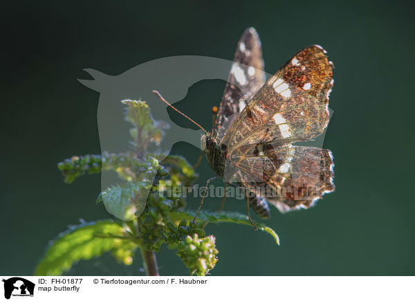Landkrtchen / map butterfly / FH-01877