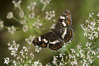 map butterfly