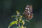 map butterfly