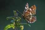 map butterfly