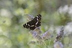 map butterfly