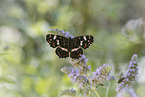 map butterfly