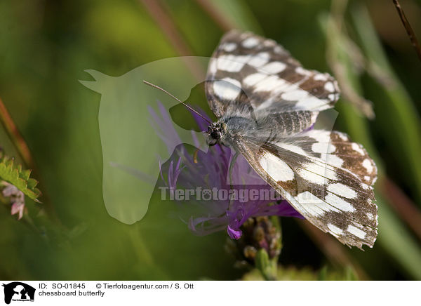 chessboard butterfly / SO-01845