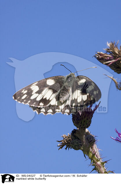 Schachbrettfalter / marbled white butterfly / WS-04027