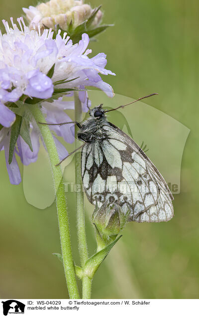 Schachbrettfalter / marbled white butterfly / WS-04029