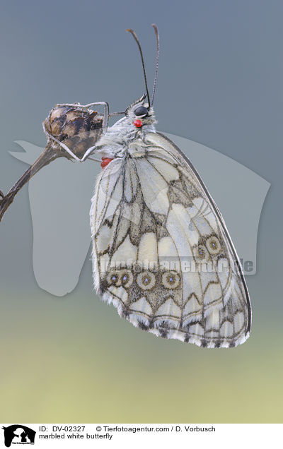 Schachbrettfalter / marbled white butterfly / DV-02327