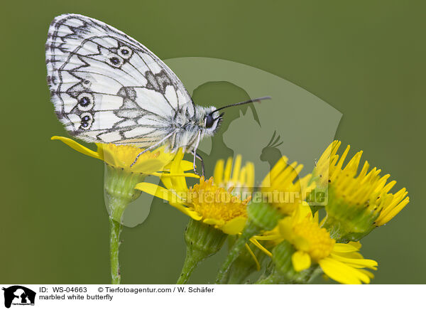 Schachbrettfalter / marbled white butterfly / WS-04663