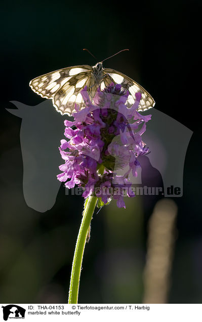 Schachbrettfalter / marbled white butterfly / THA-04153