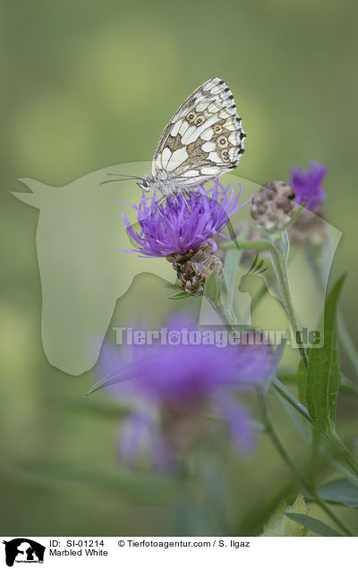 Marbled White / SI-01214