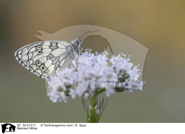 Schachbrettfalter / Marbled White / SI-01311