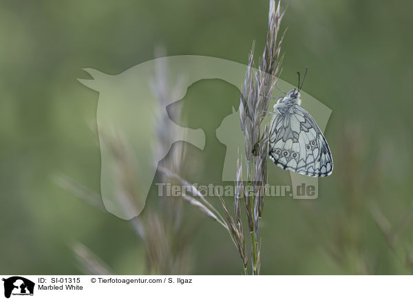Schachbrettfalter / Marbled White / SI-01315