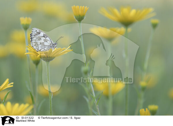 Schachbrettfalter / Marbled White / SI-01322