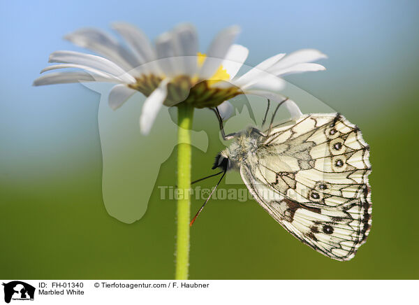 Schachbrettfalter / Marbled White / FH-01340