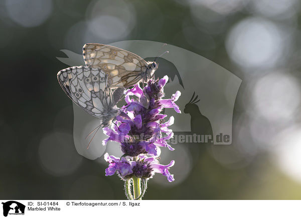 Schachbrettfalter / Marbled White / SI-01484
