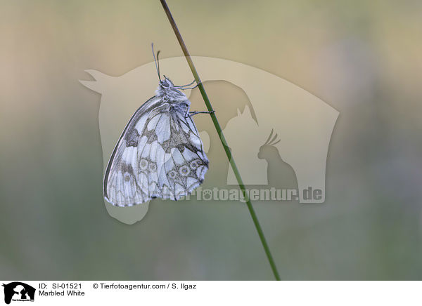 Schachbrettfalter / Marbled White / SI-01521