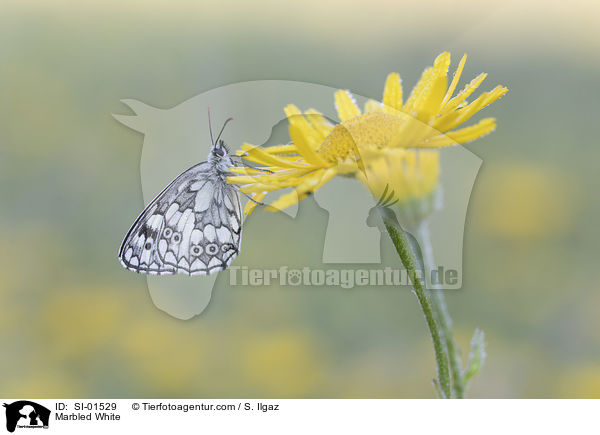 Schachbrettfalter / Marbled White / SI-01529