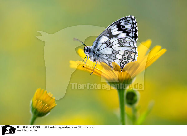 Schachbrettfalter / marbled white / KAB-01230