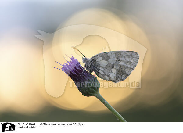Schachbrettfalter / marbled white / SI-01842