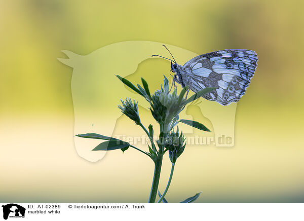 Schachbrettfalter / marbled white / AT-02389