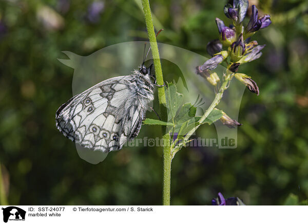 Schachbrettfalter / marbled white / SST-24077