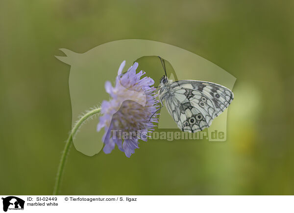 Schachbrettfalter / marbled white / SI-02449