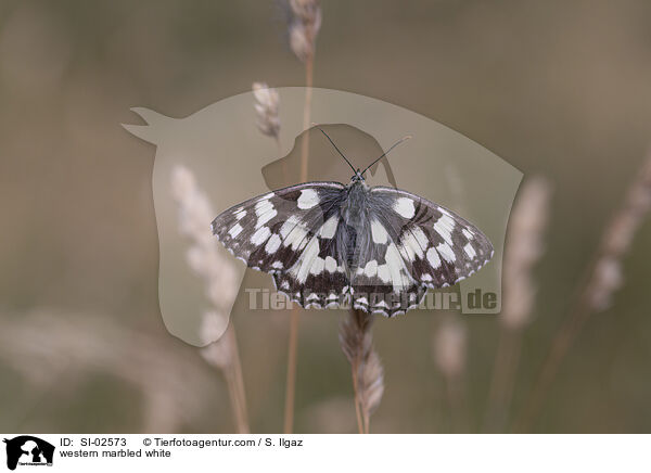 western marbled white / SI-02573
