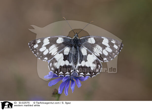 western marbled white / SI-02575