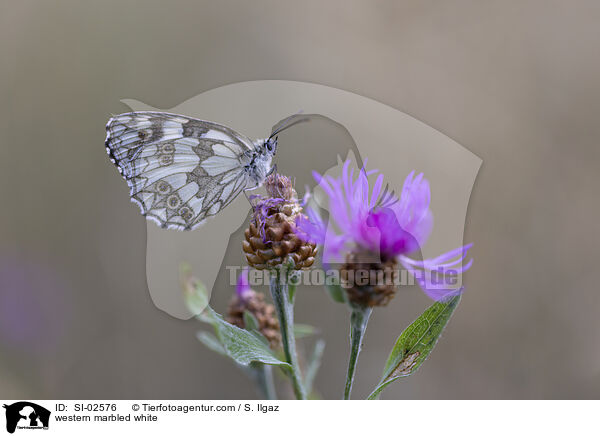 Schachbrettfalter / western marbled white / SI-02576