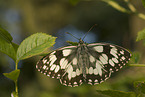 marbled white