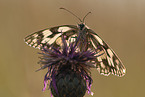 marbled white