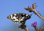 marbled white butterfly