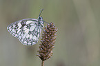 marbled white butterfly