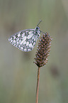 marbled white butterfly