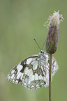 marbled white butterfly