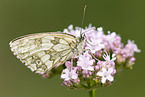 marbled white butterfly