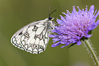 marbled white butterfly