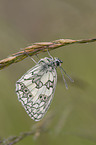 marbled white butterfly