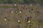 marbled white butterflies