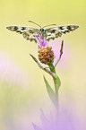 marbled white