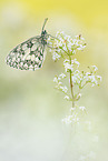marbled white