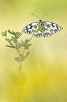 marbled white