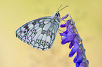 marbled white
