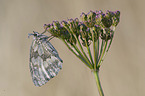 marbled white