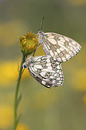 Marbled White