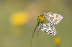Marbled White