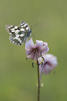 Marbled White