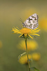 Marbled White