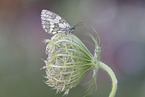 Marbled White