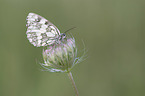 Marbled White